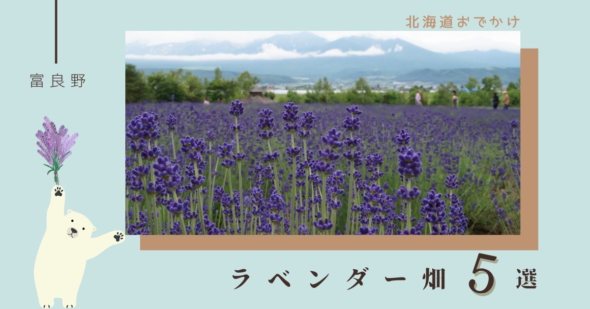 富良野のラベンダーの見頃の時期は？2024年おすすめのラベンダー畑について調査