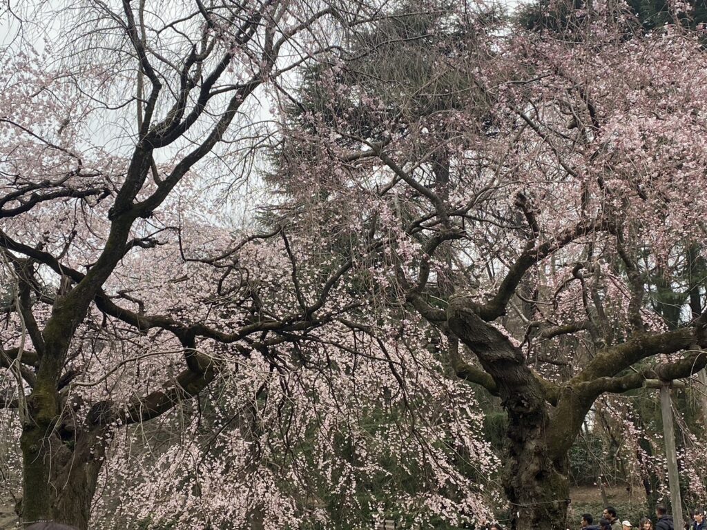 2024年3月末新宿御苑桜