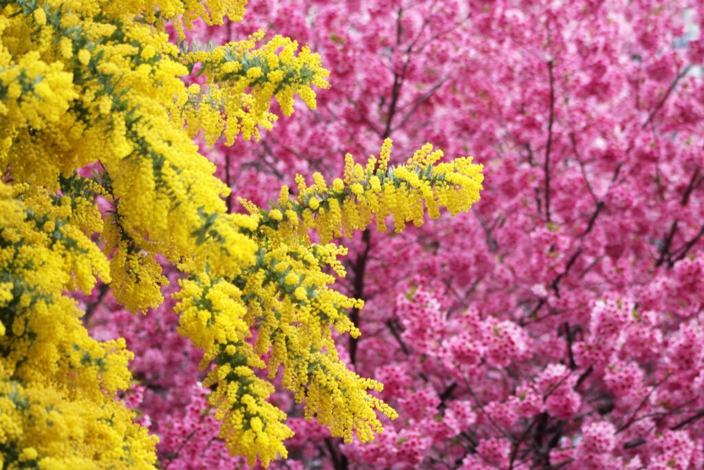 蔵前神社のミモザと桜