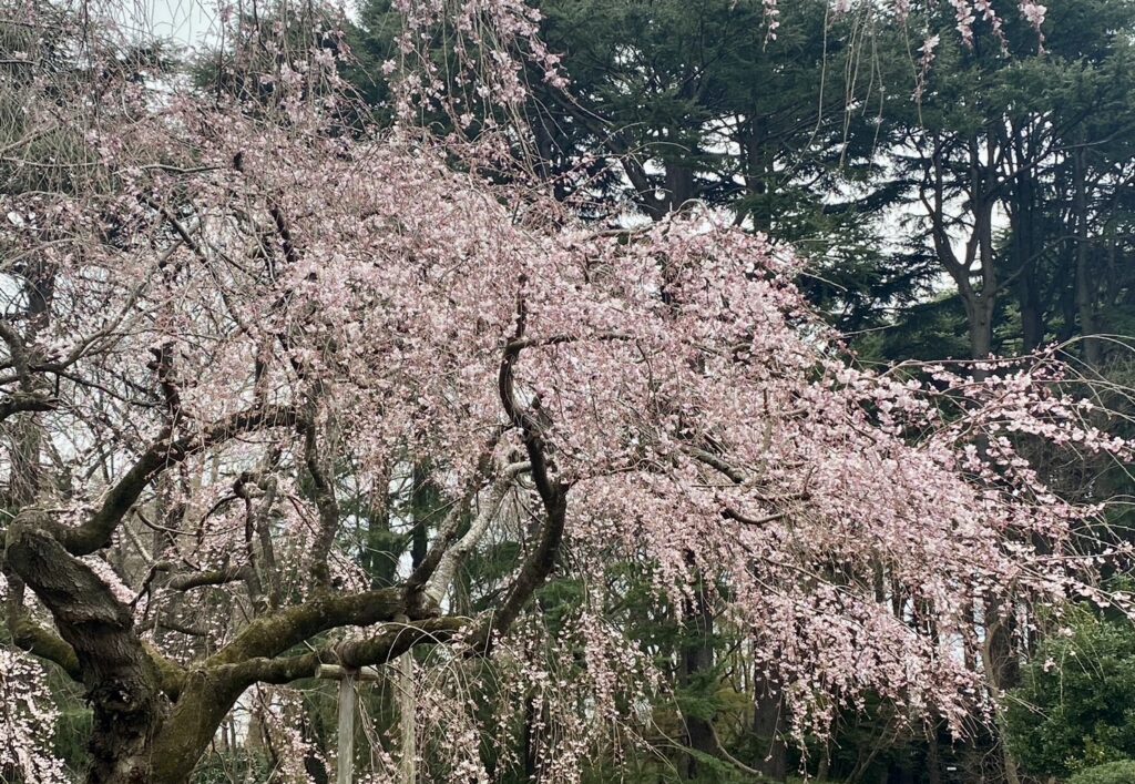 新宿御苑の桜：2024年3月24日撮影