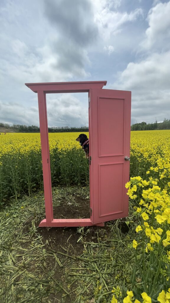 安平町:菜の花畑のどこでもドア