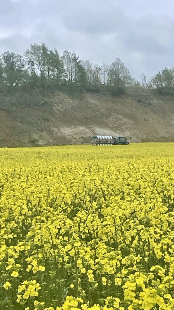 菜の花×幌馬車