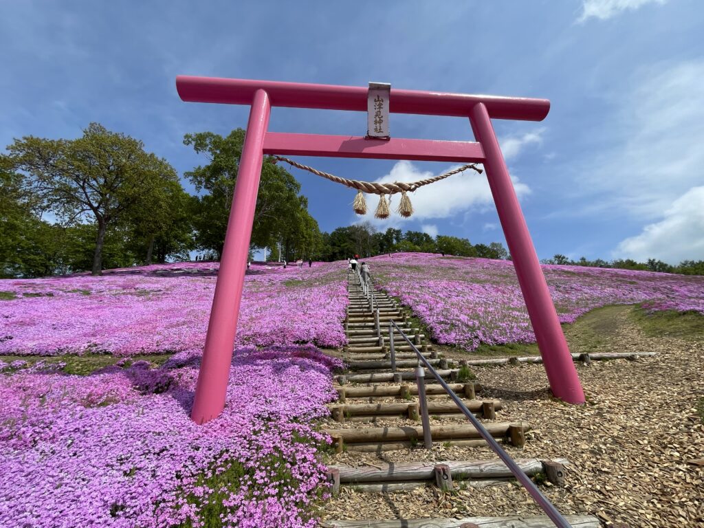 東藻琴ピンクの鳥居と芝桜