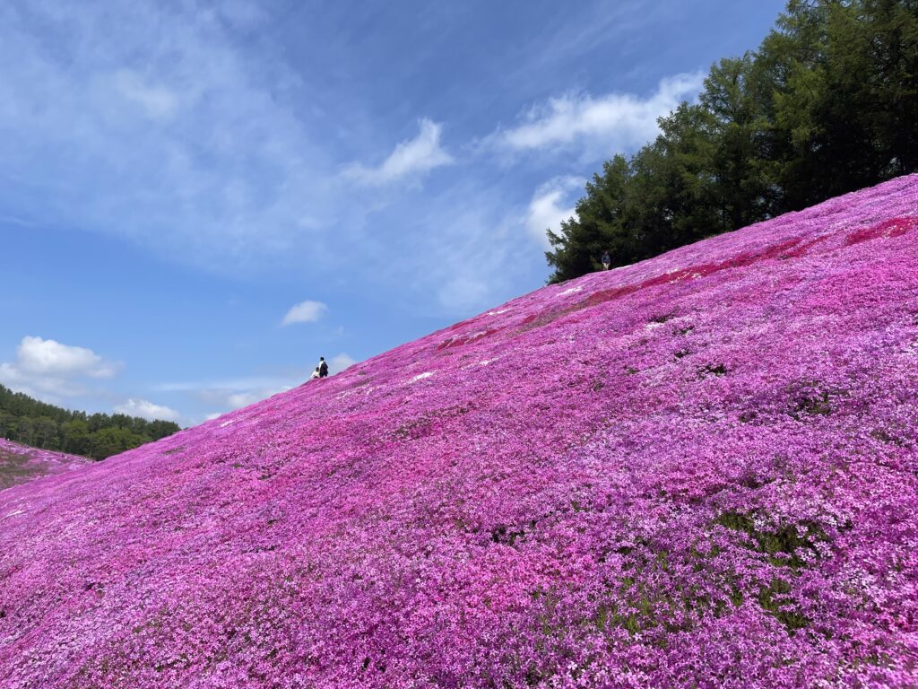 小道沿いの芝桜と青空アングル