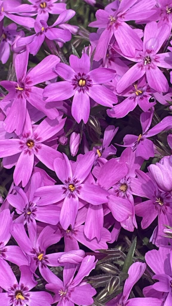 ラッキー芝桜