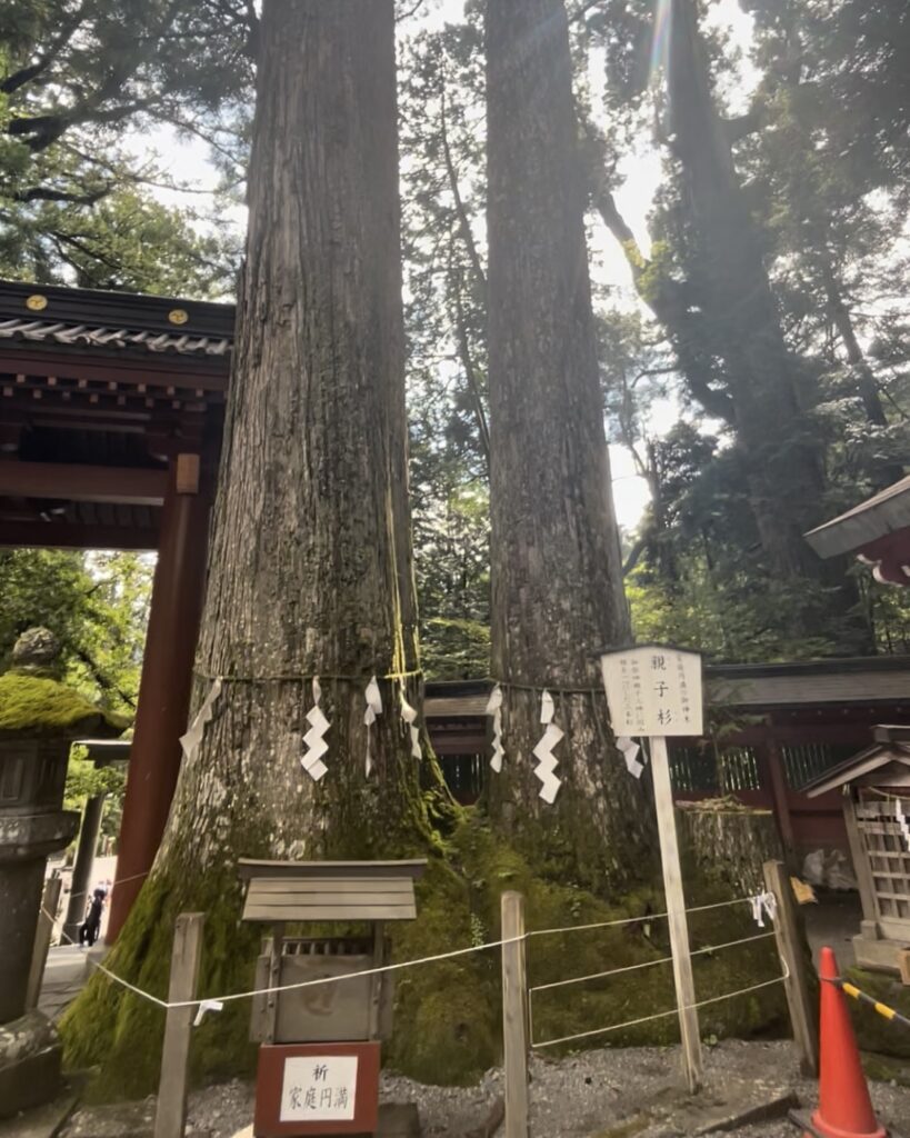 二荒山神社 親子杉