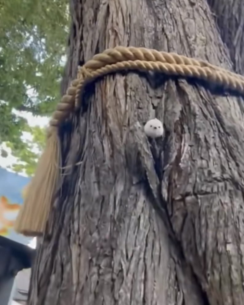 御神木&シマエナガちゃん